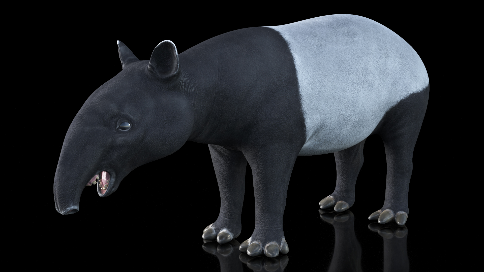 Tapir 3D model