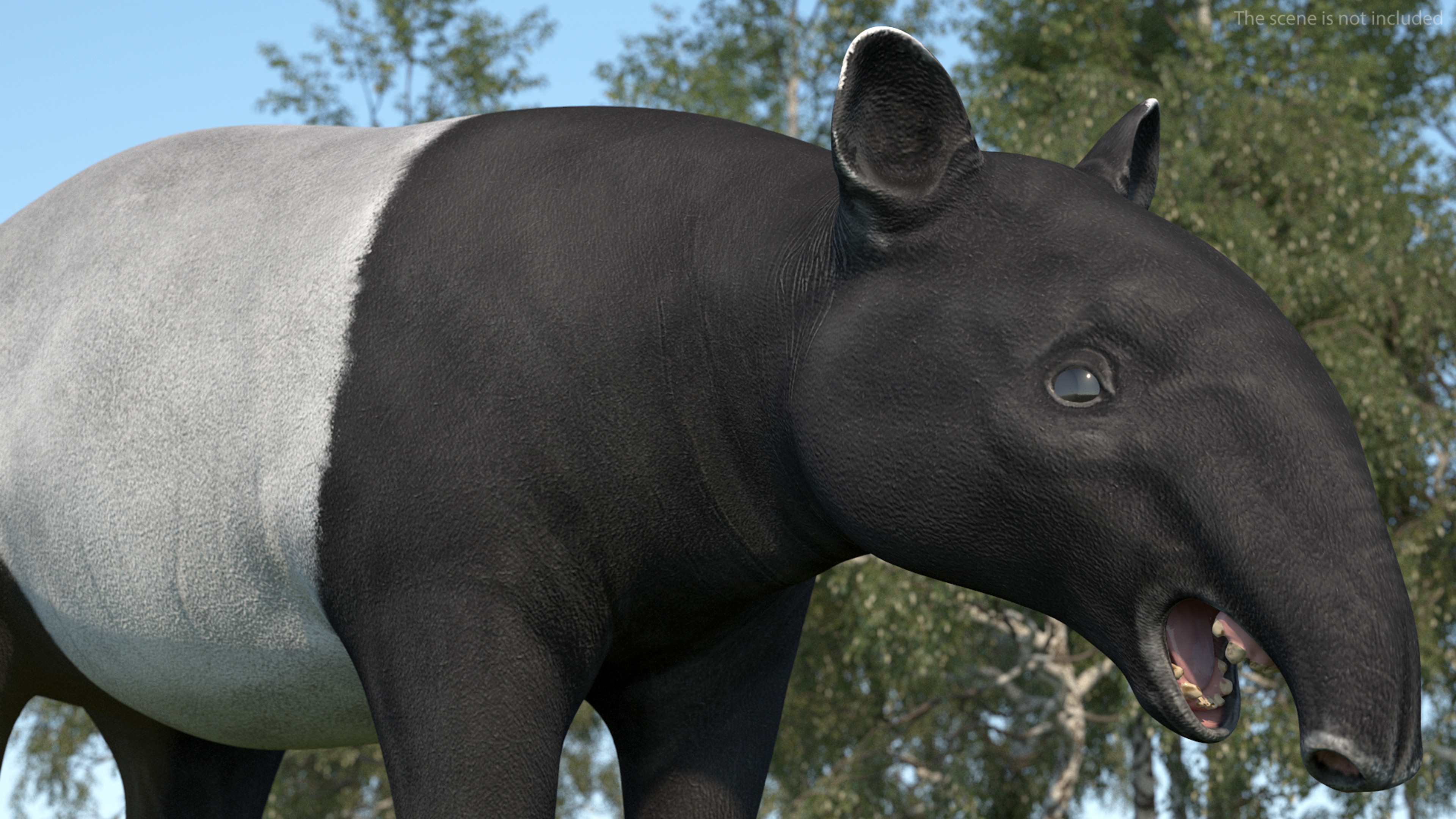 Tapir 3D model