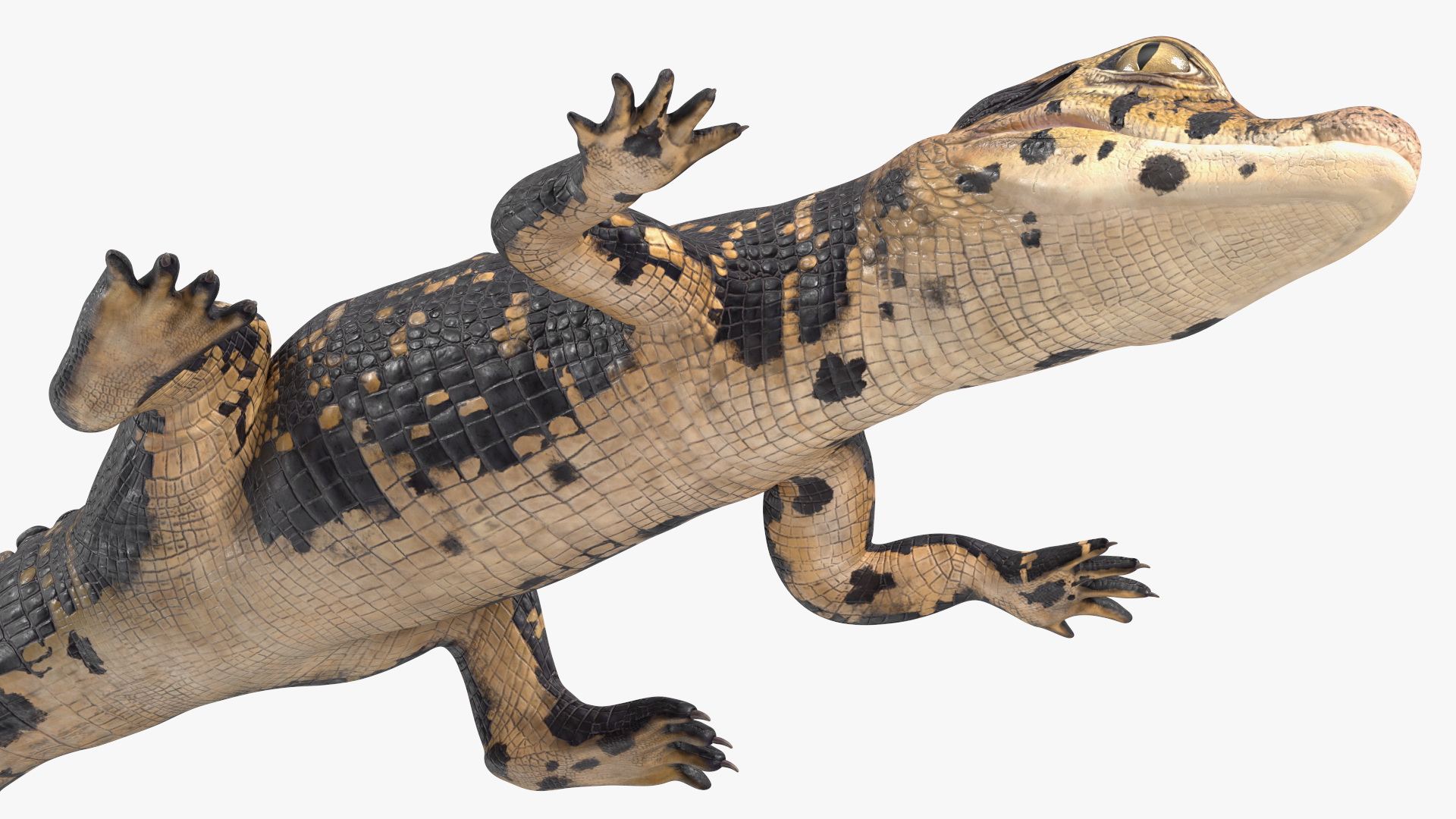 3D Black Caiman Baby Lying model