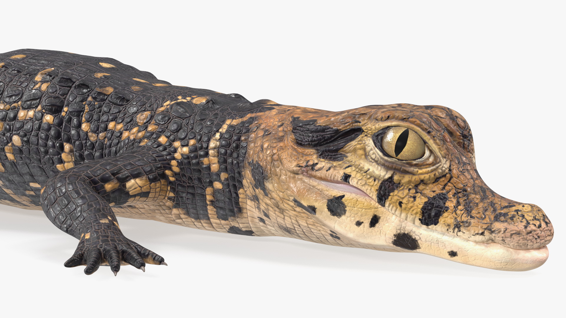 3D Black Caiman Baby Lying model