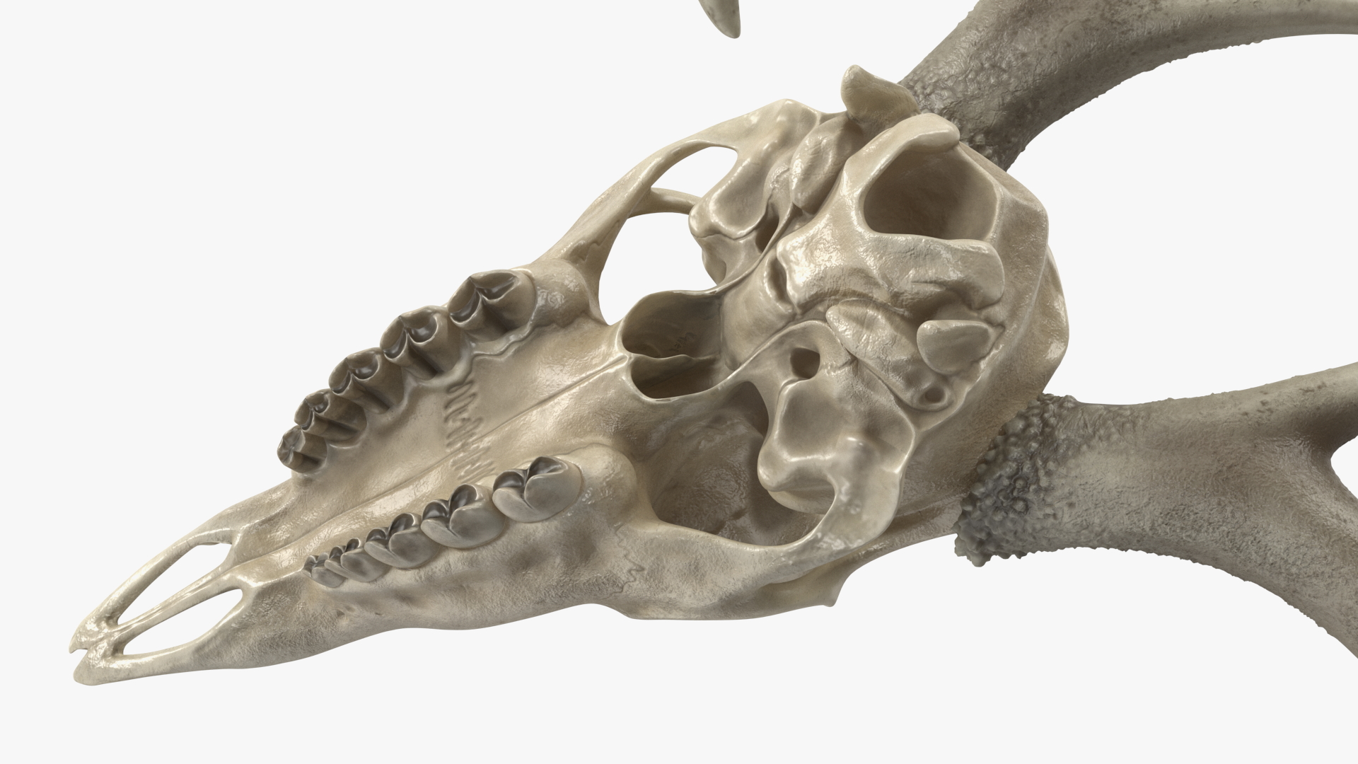 3D Deer Skull with Antlers model