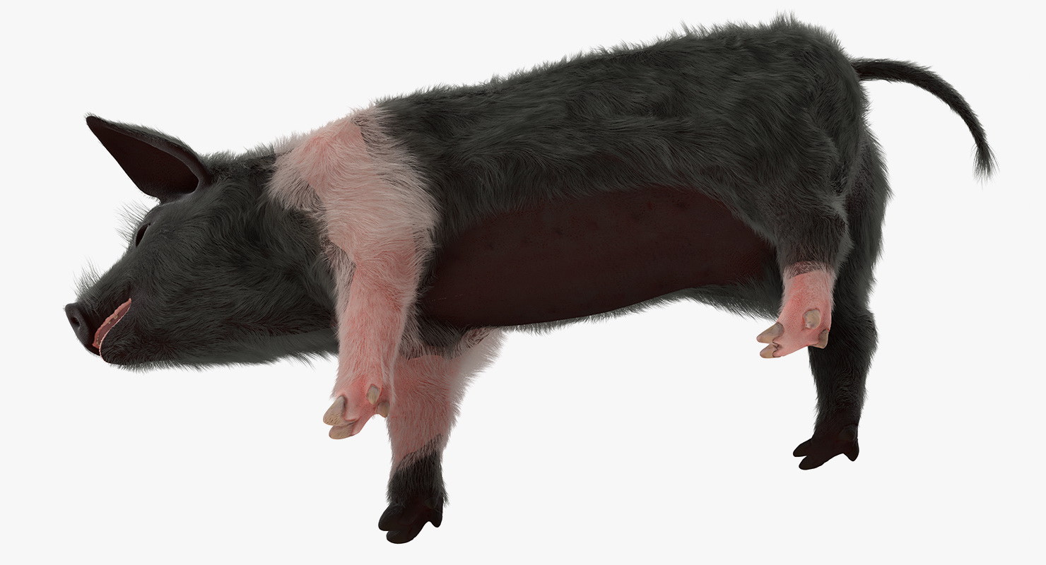 3D Hampshire Pig Piglet with Fur Rigged