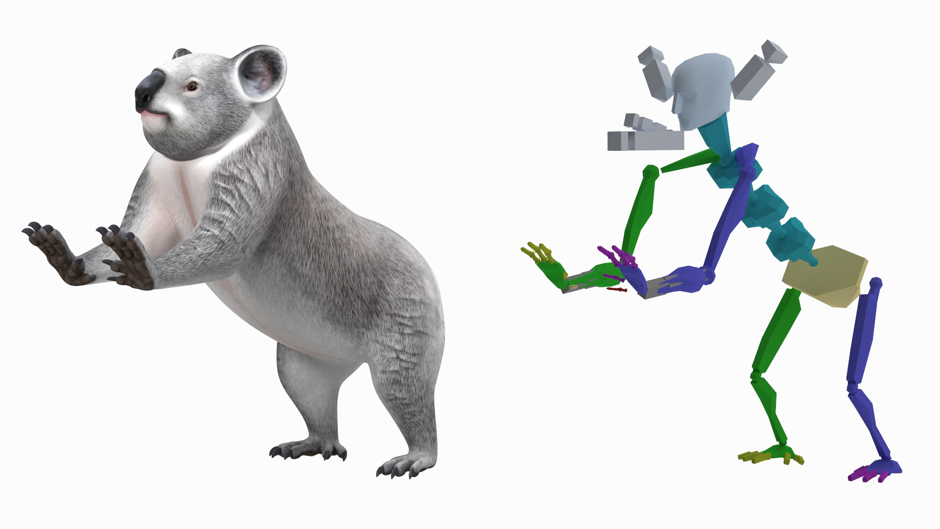 3D Australian Koala Rigged model