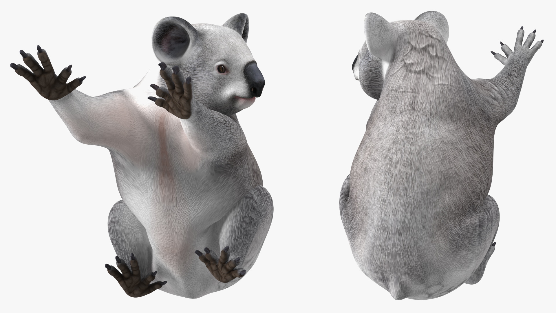 3D Australian Koala Rigged model