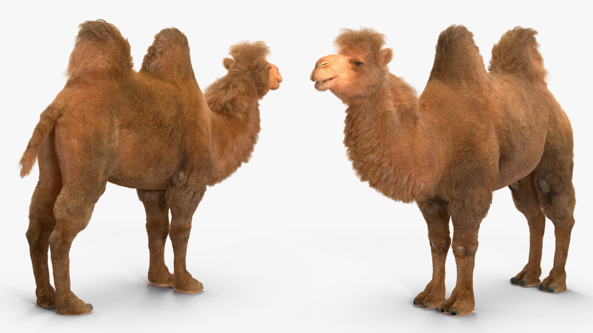 3D model Bactrian Camel Fur Rigged