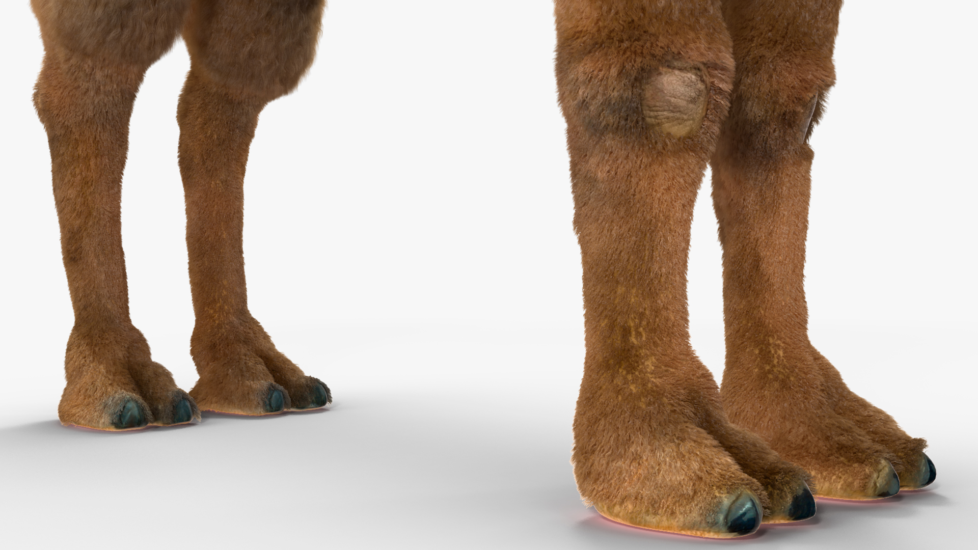 3D model Bactrian Camel Fur Rigged