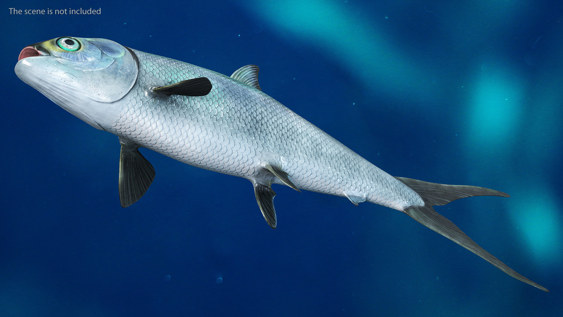 3D model Milkfish