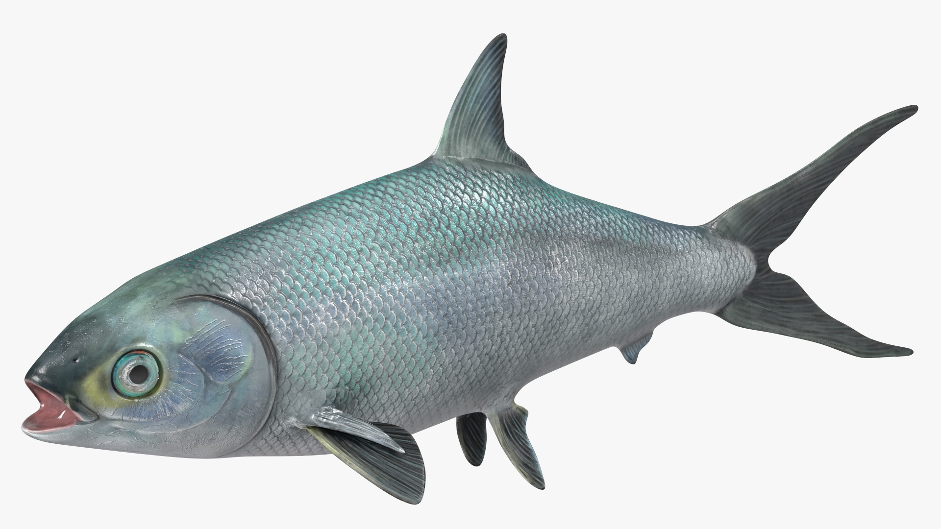 3D model Milkfish