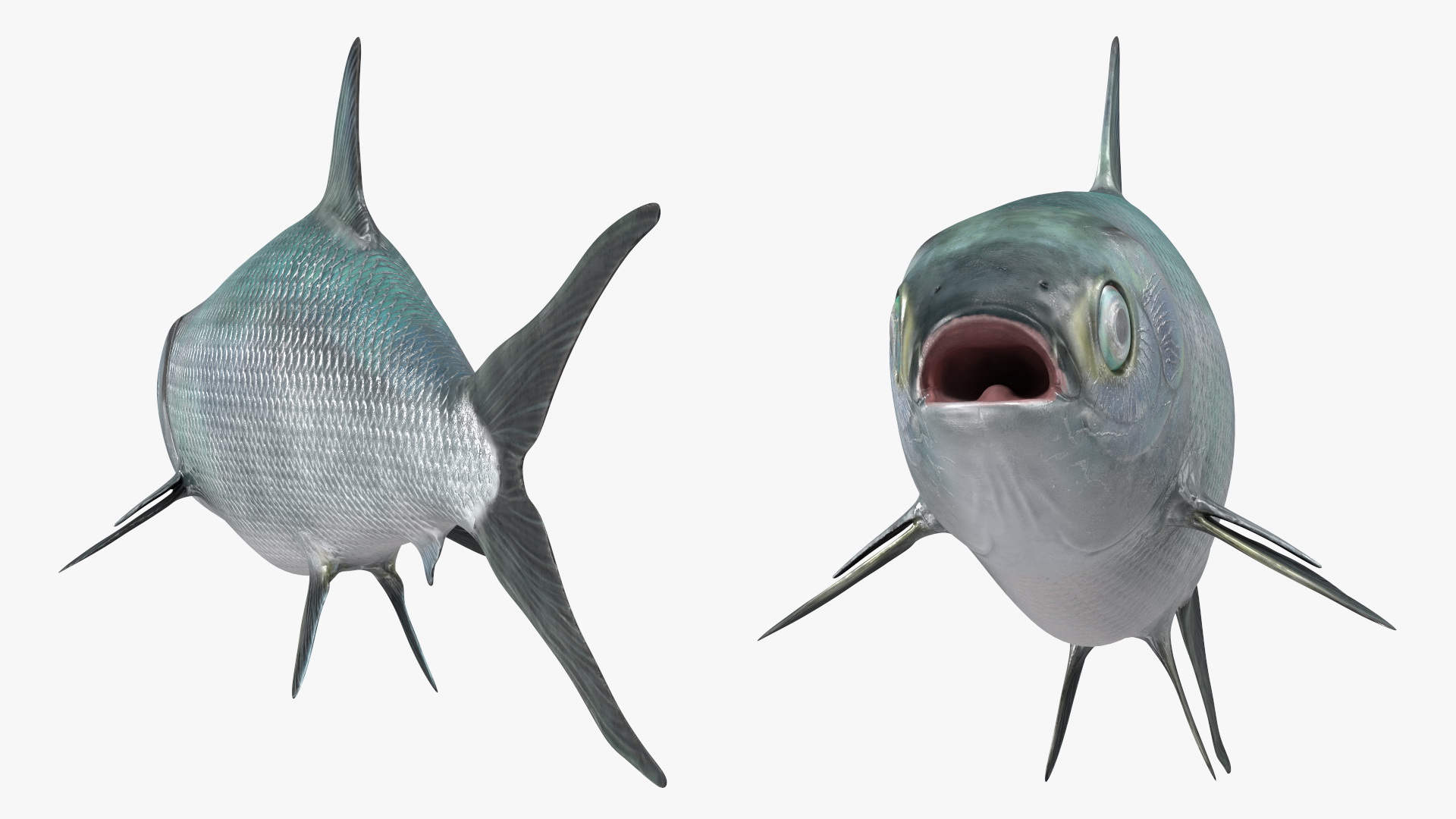 3D model Milkfish