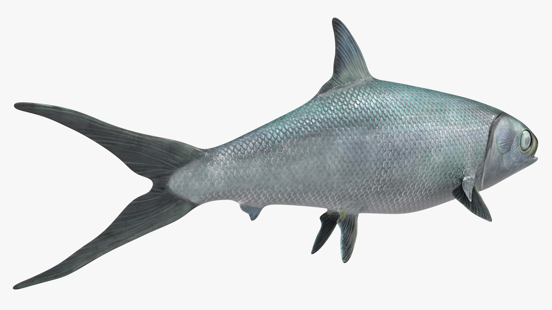 3D model Milkfish