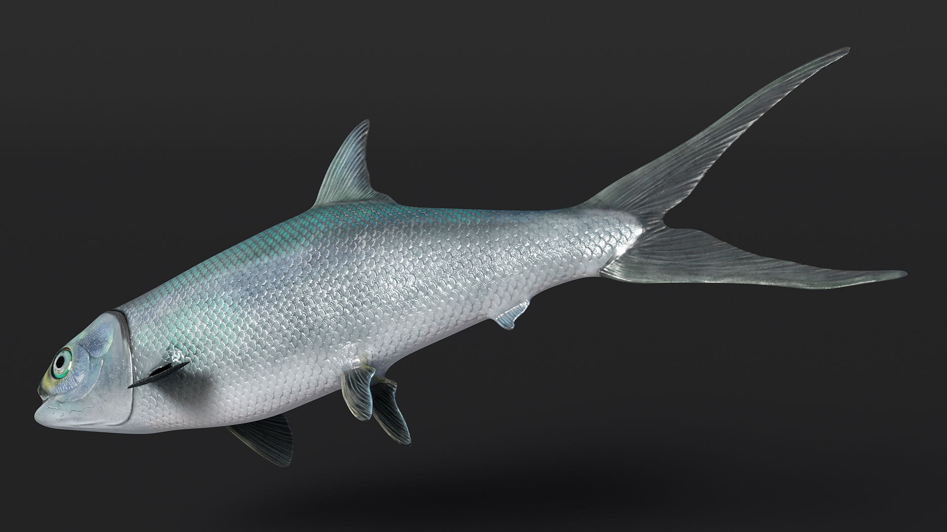 3D model Milkfish