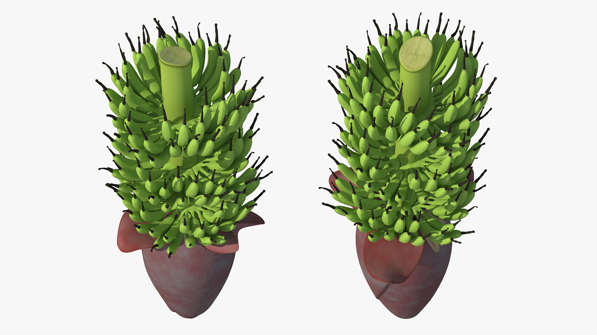 3D Blooming Banana Cluster model