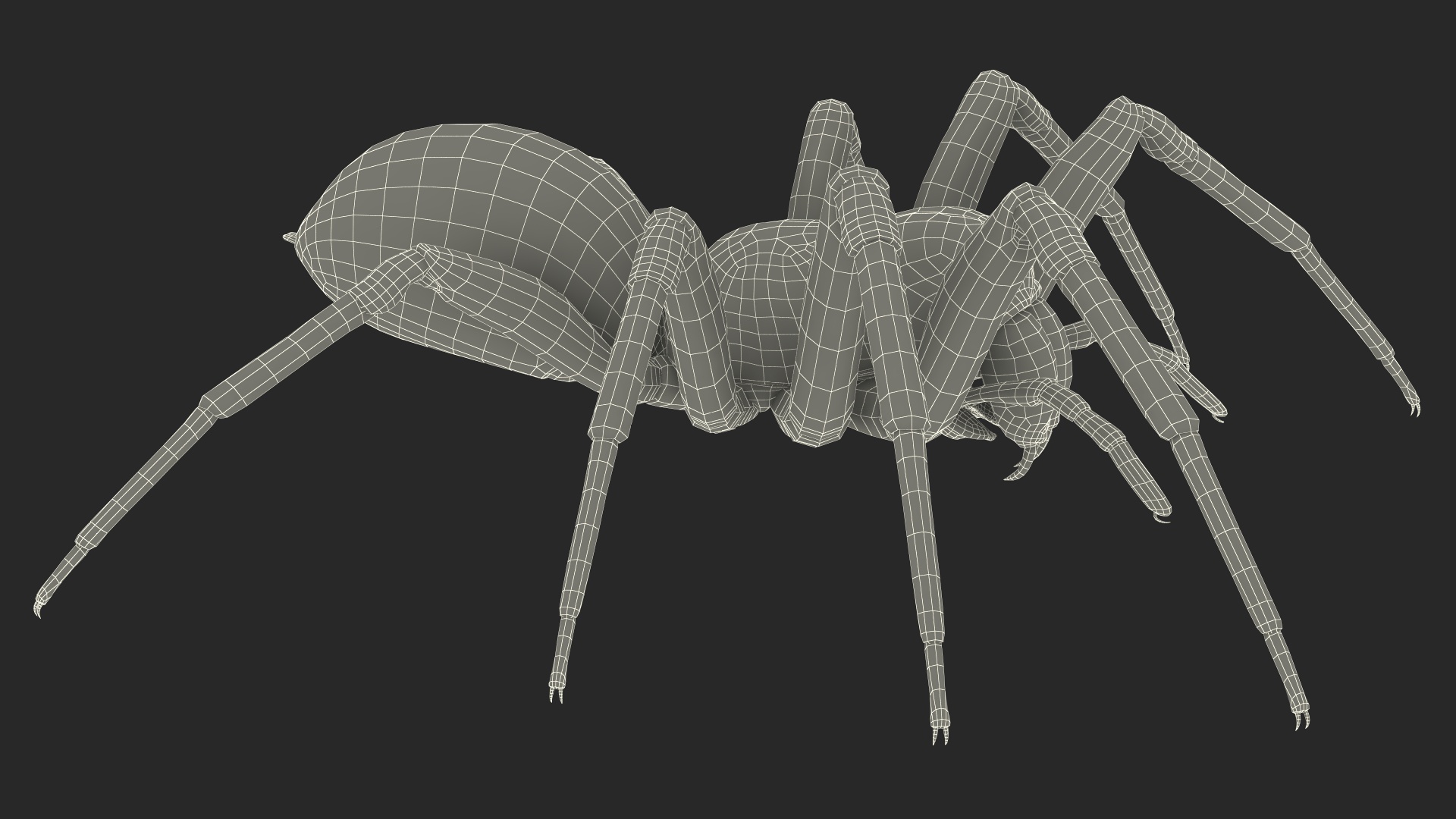 Australian Black House Spider 3D model