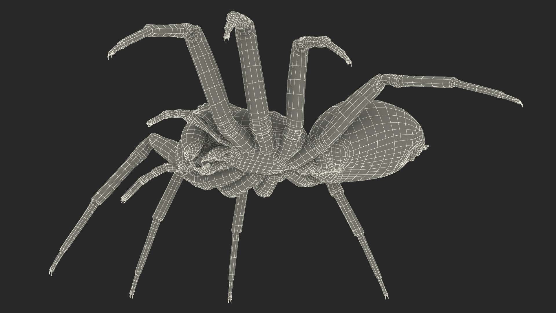 Australian Black House Spider 3D model