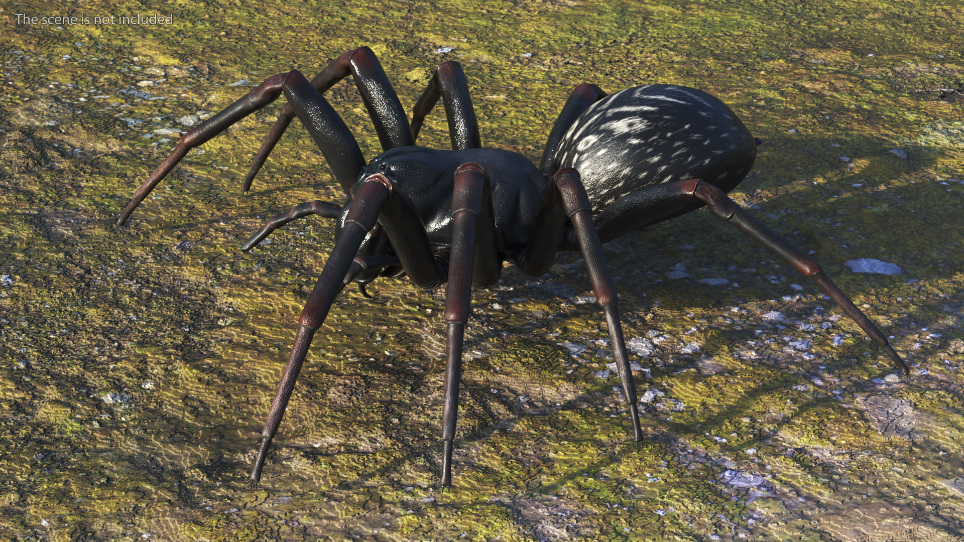 Australian Black House Spider 3D model