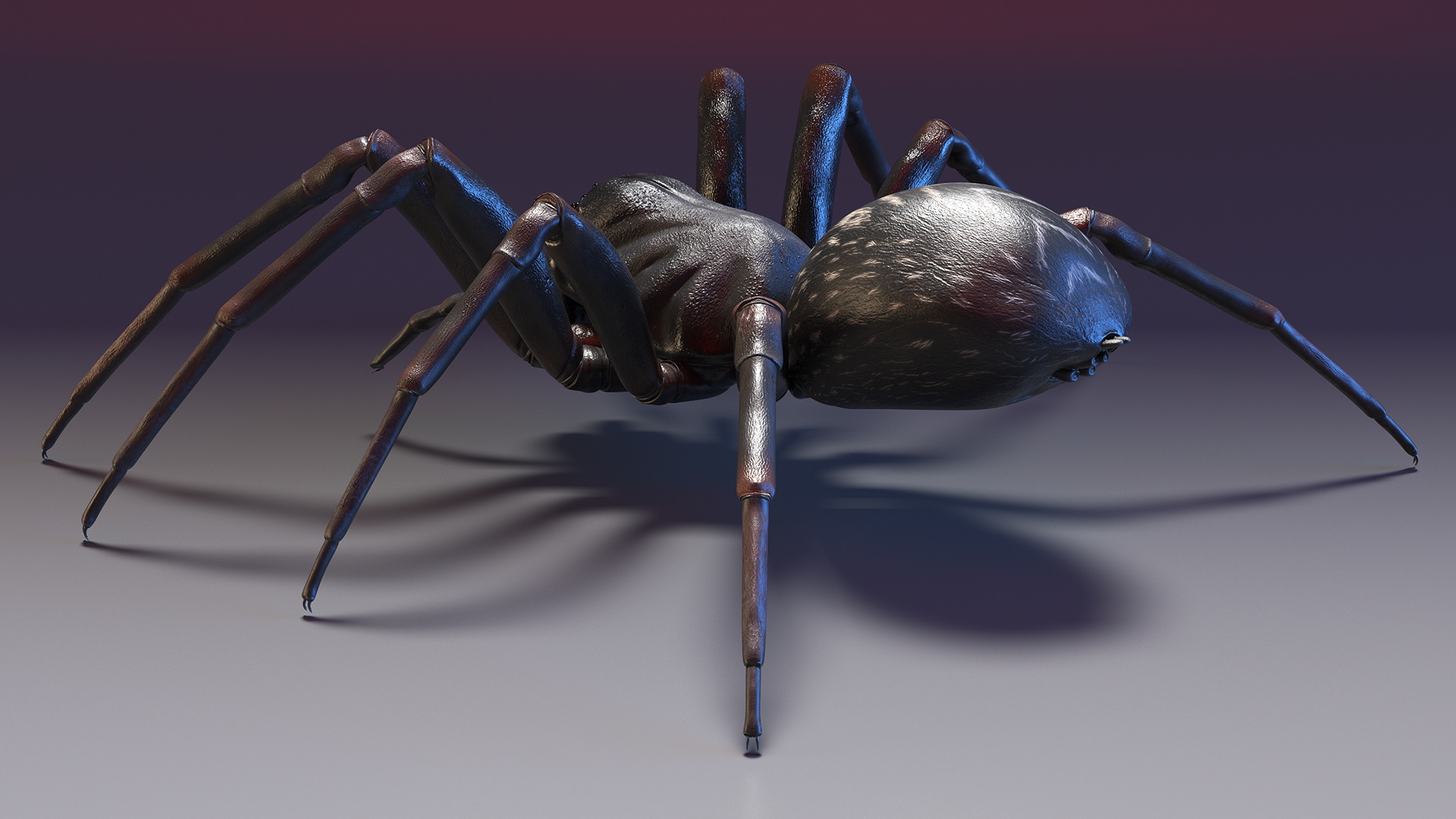 Australian Black House Spider 3D model