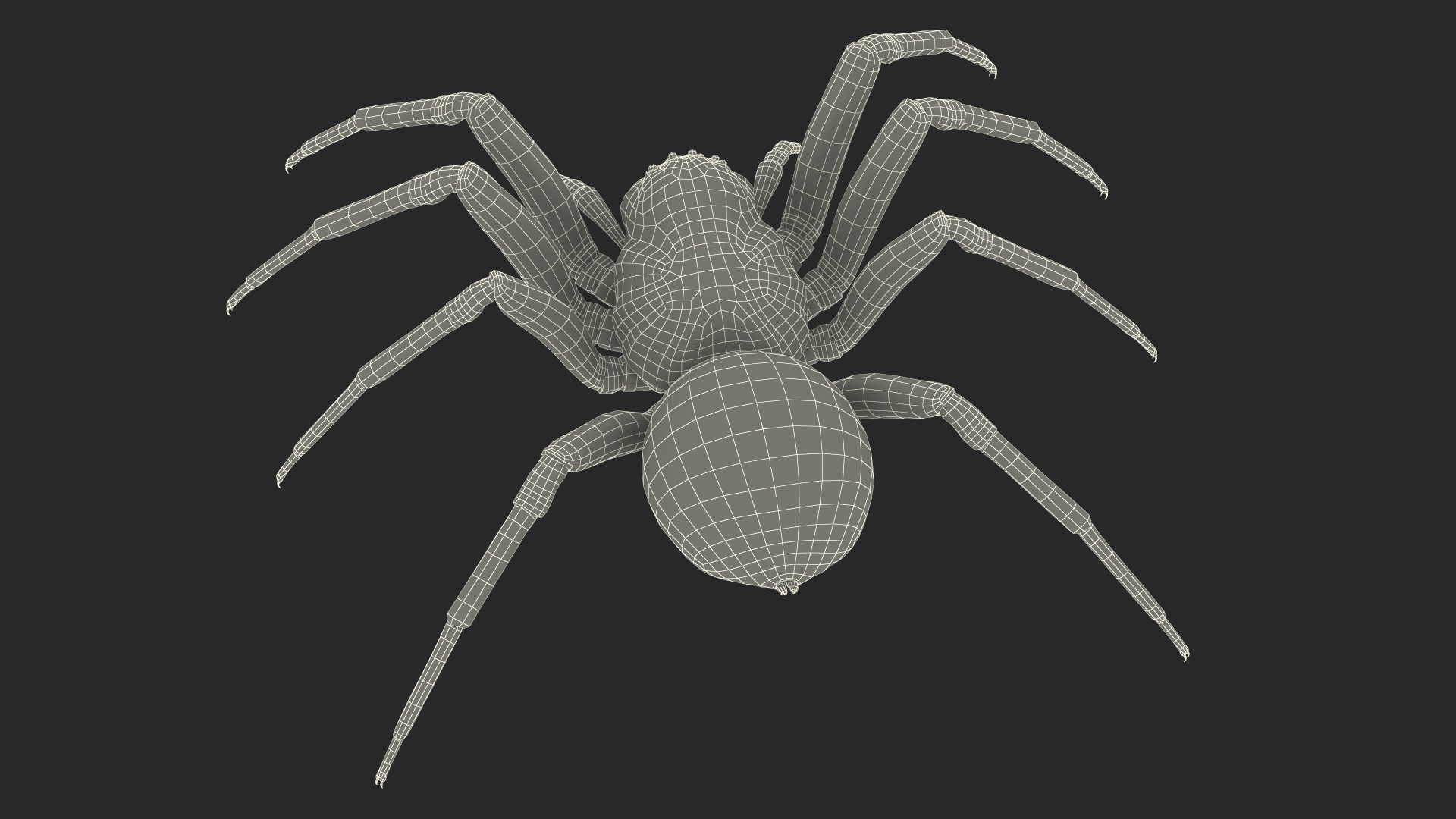 Australian Black House Spider 3D model