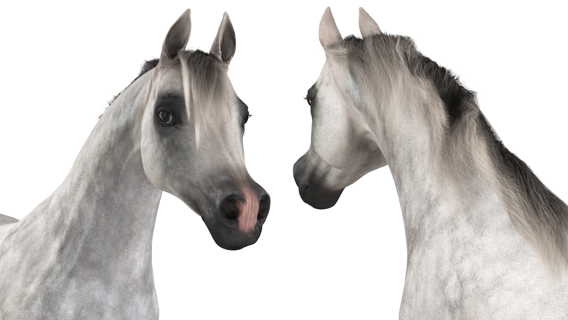 3D model Galloping Arabian Horse Gray Dappled Fur