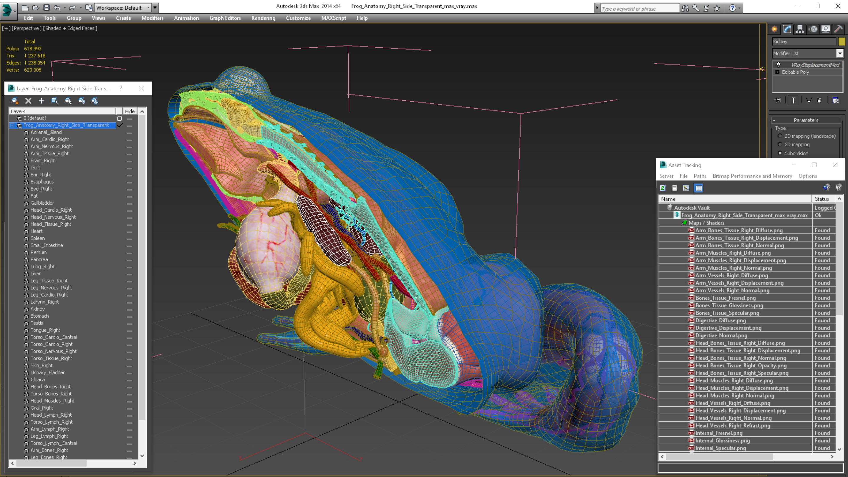 3D model Frog Anatomy Right Side Transparent