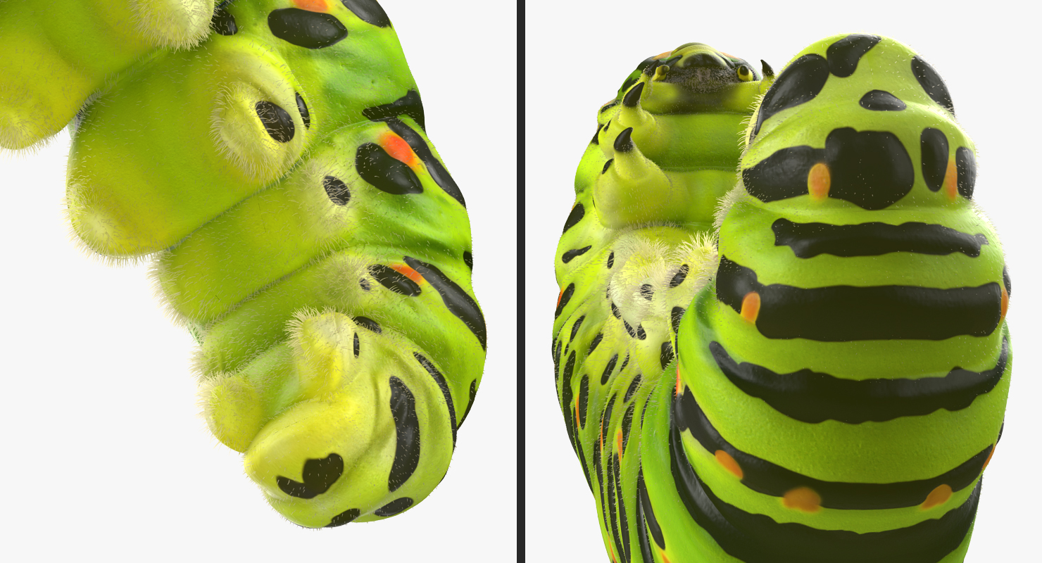 Caterpillar Pose 3 with Fur 3D