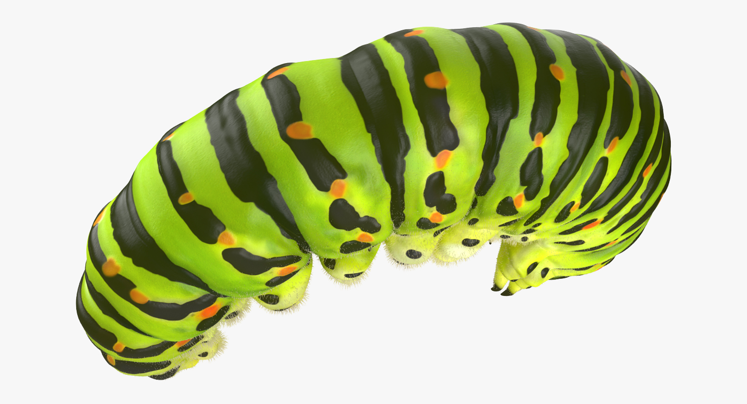 Caterpillar Pose 3 with Fur 3D