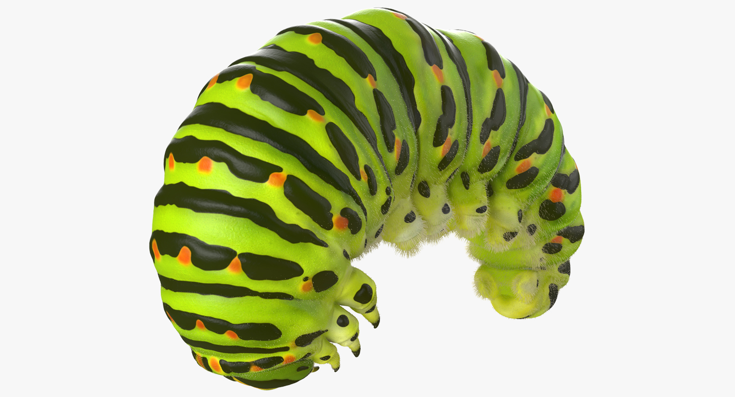 Caterpillar Pose 3 with Fur 3D