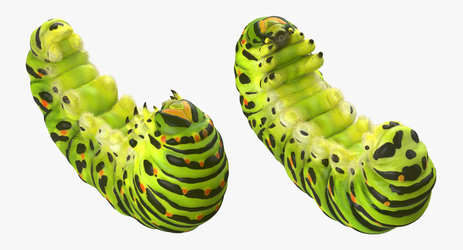 Caterpillar Pose 3 with Fur 3D