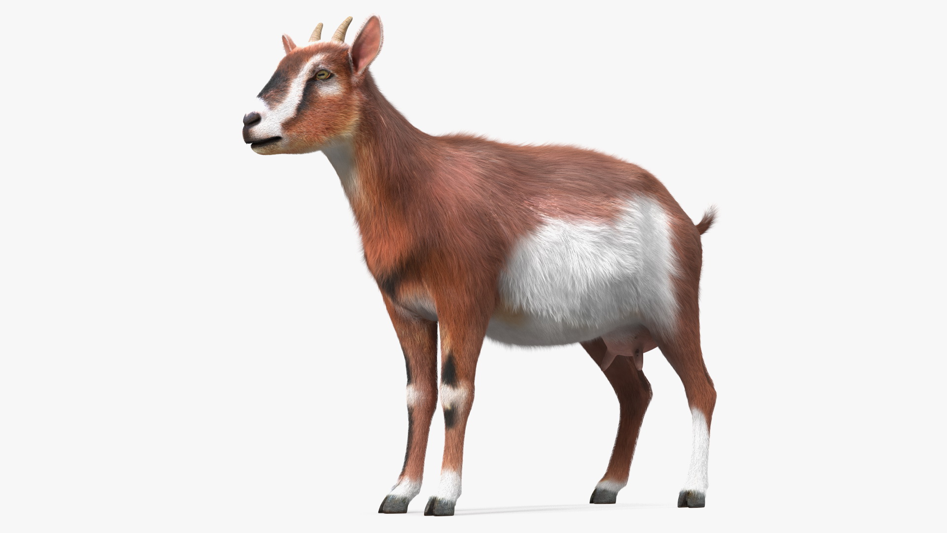 Dairy Goat Brown Rigged Fur 3D