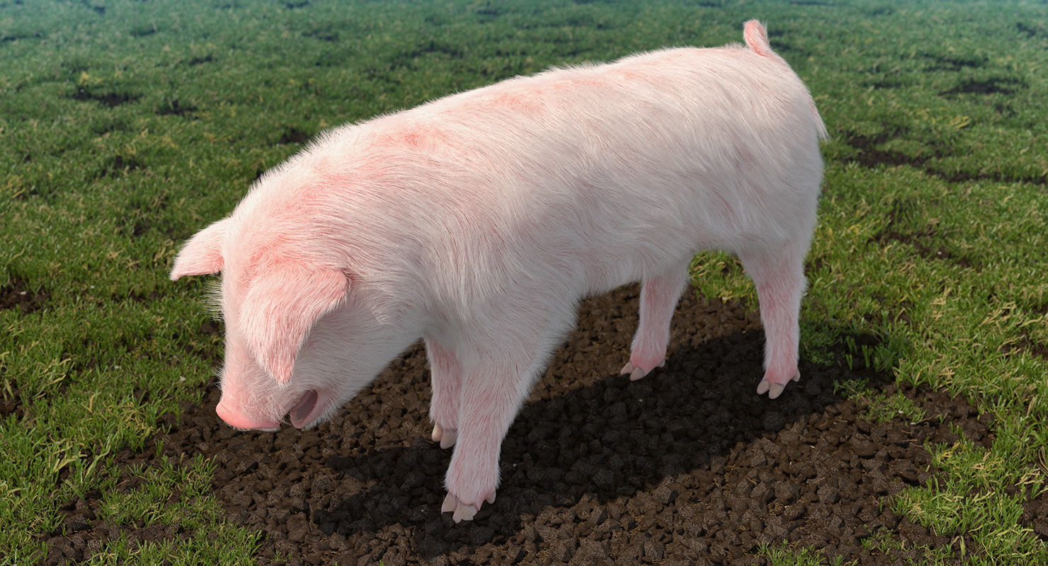 Pig Piglet Landrace with Fur Standing Pose 3D