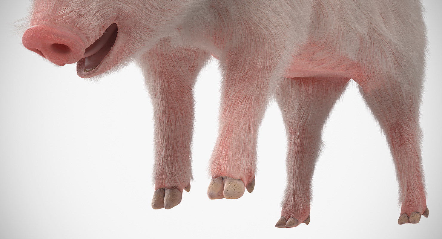 Pig Piglet Landrace with Fur Standing Pose 3D