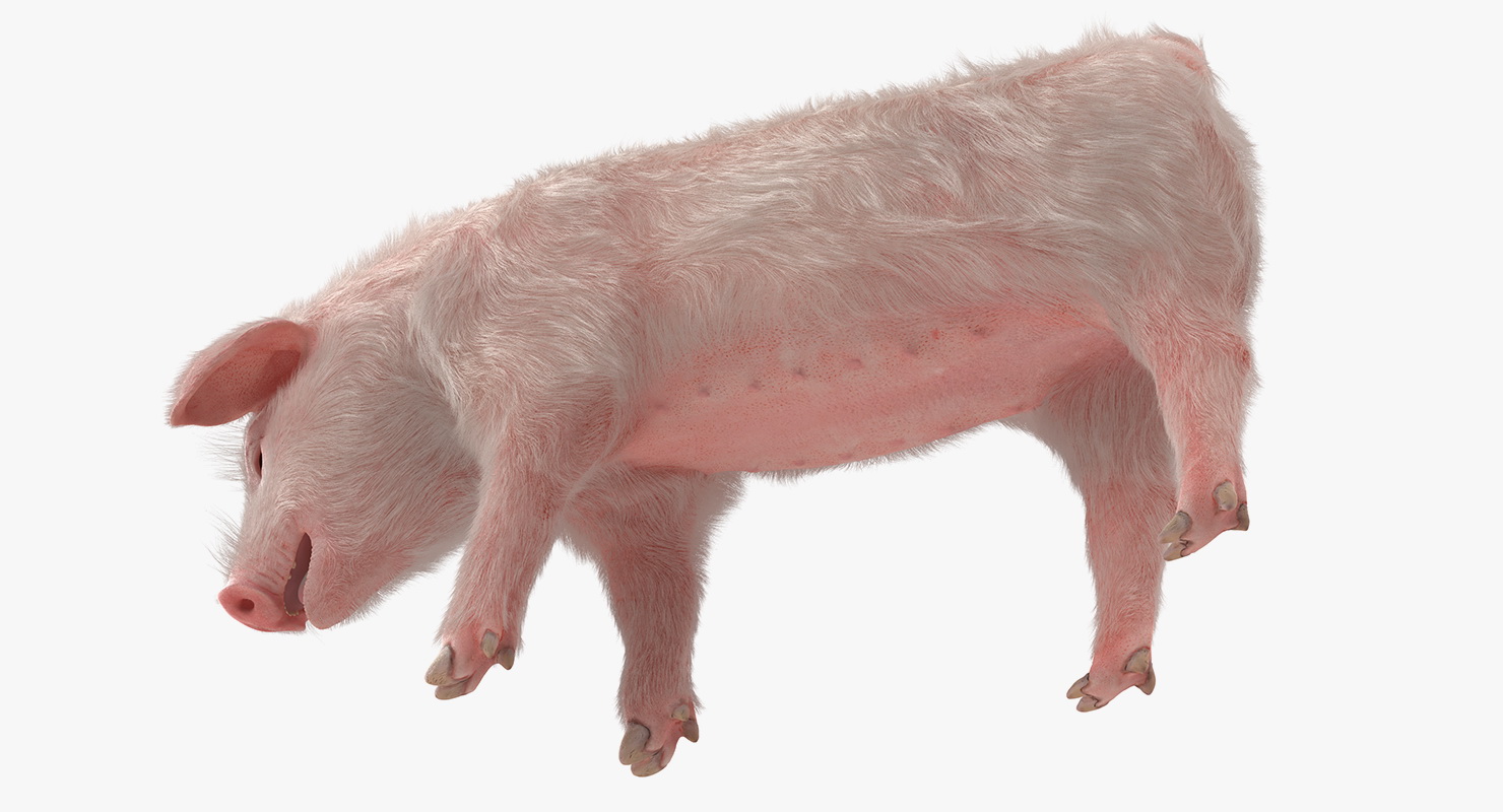 Pig Piglet Landrace with Fur Standing Pose 3D