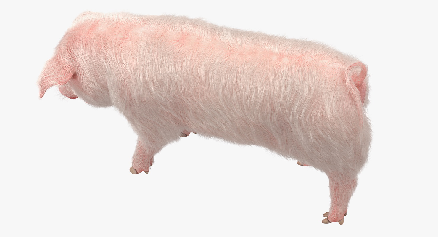 Pig Piglet Landrace with Fur Standing Pose 3D