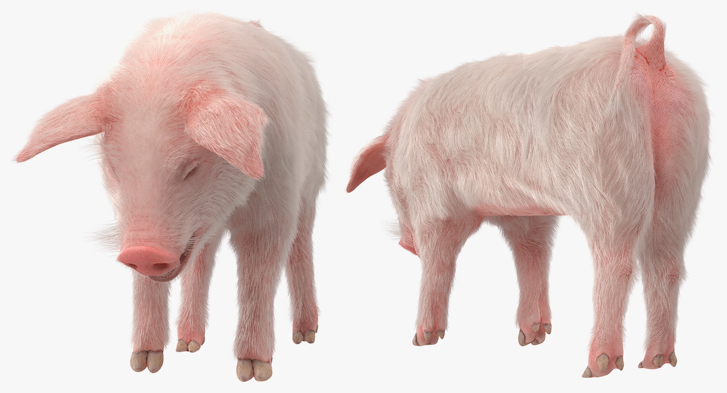 Pig Piglet Landrace with Fur Standing Pose 3D