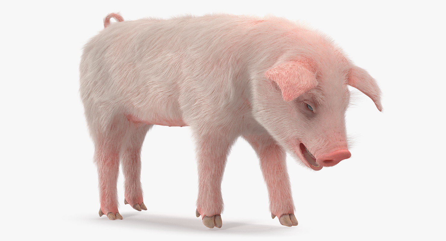 Pig Piglet Landrace with Fur Standing Pose 3D