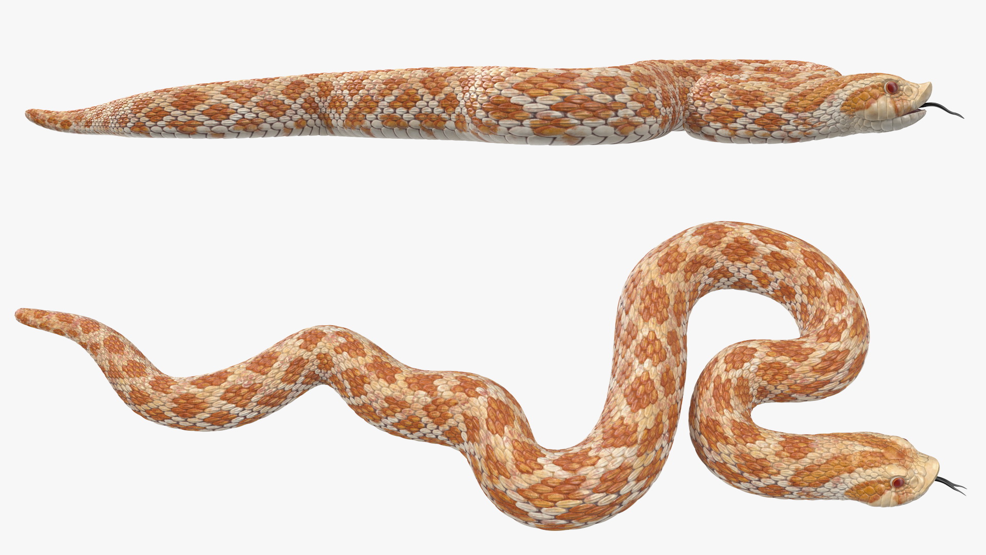 3D Beige Hognose Snake Rigged