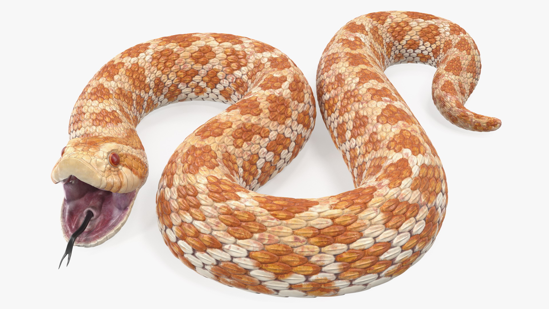 3D Beige Hognose Snake Rigged