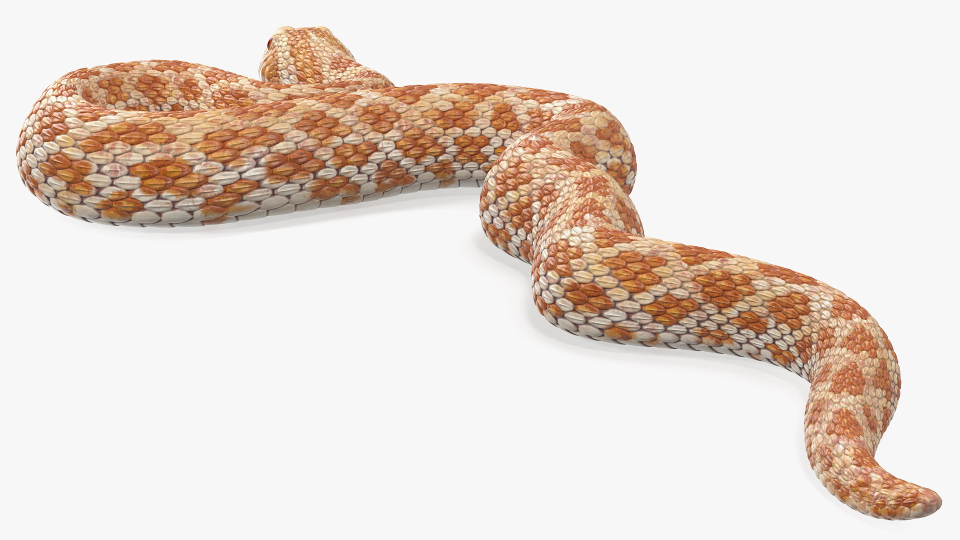 3D Beige Hognose Snake Rigged