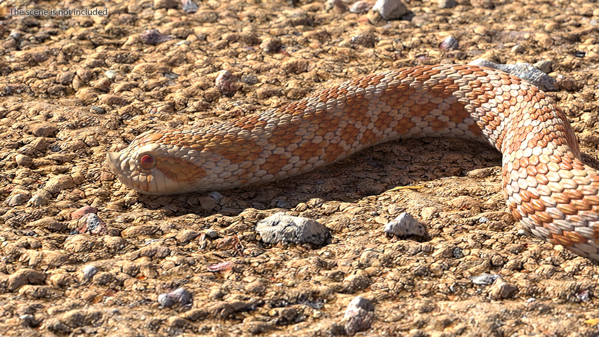 3D Beige Hognose Snake Rigged