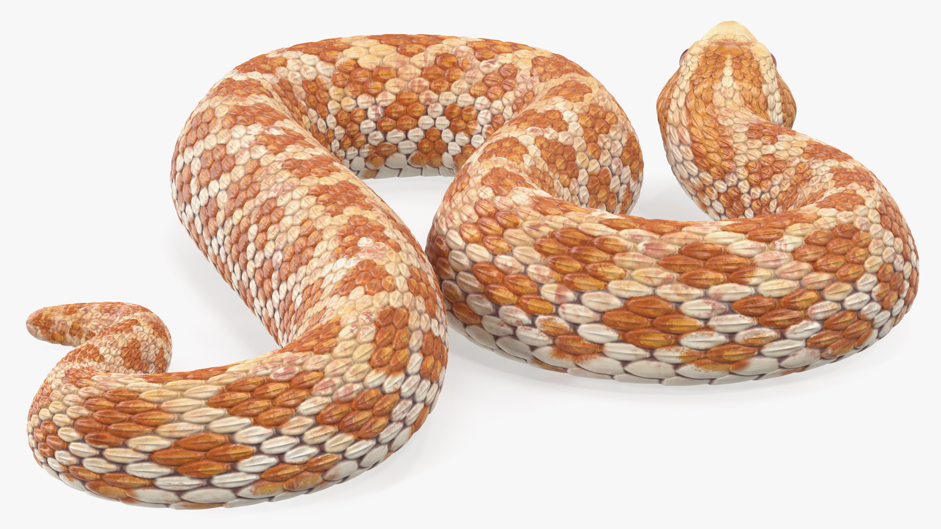 3D Beige Hognose Snake Rigged