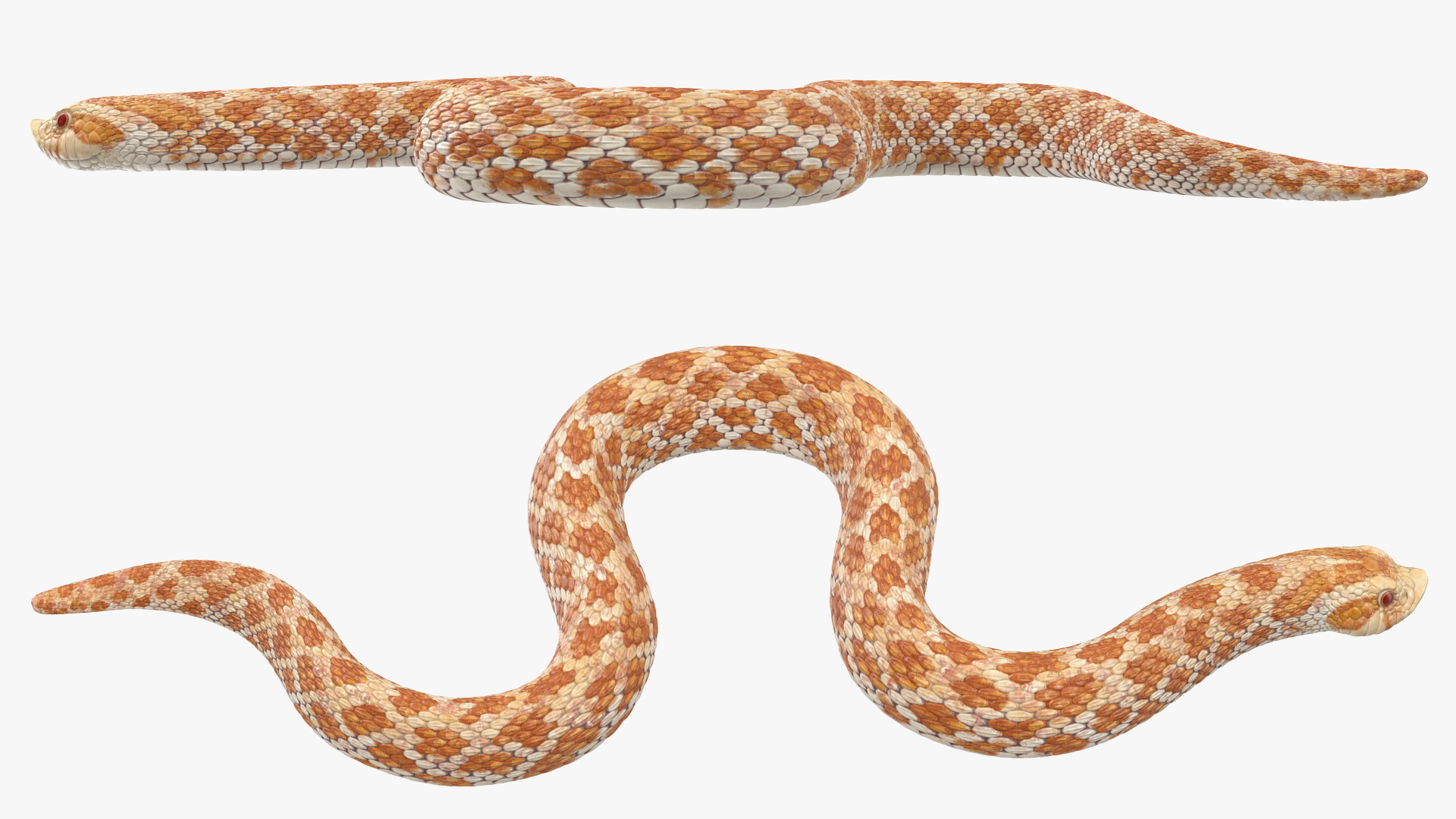 3D Beige Hognose Snake Rigged