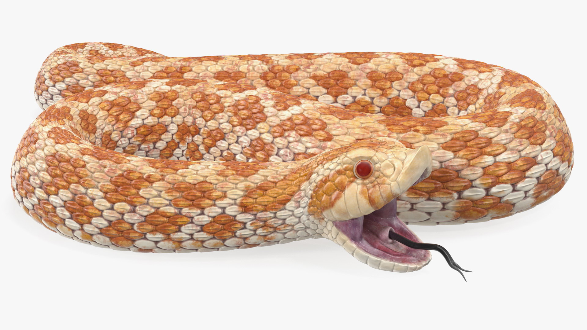 3D Beige Hognose Snake Rigged