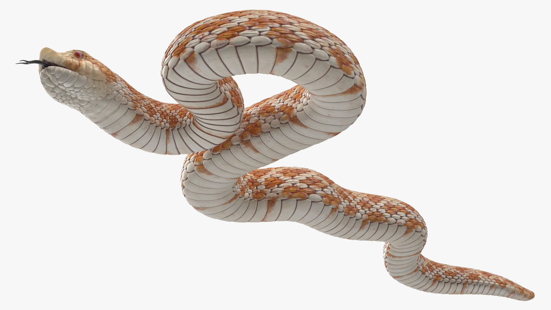 3D Beige Hognose Snake Rigged