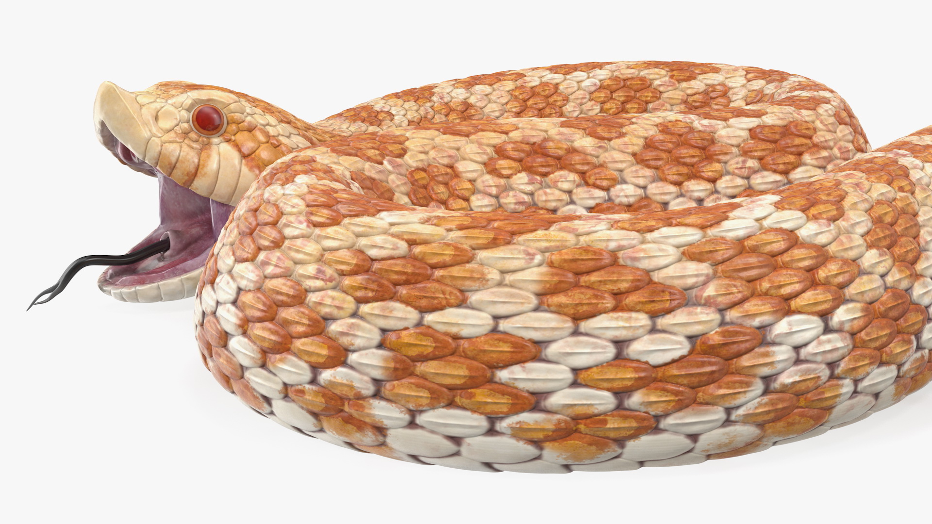 3D Beige Hognose Snake Rigged