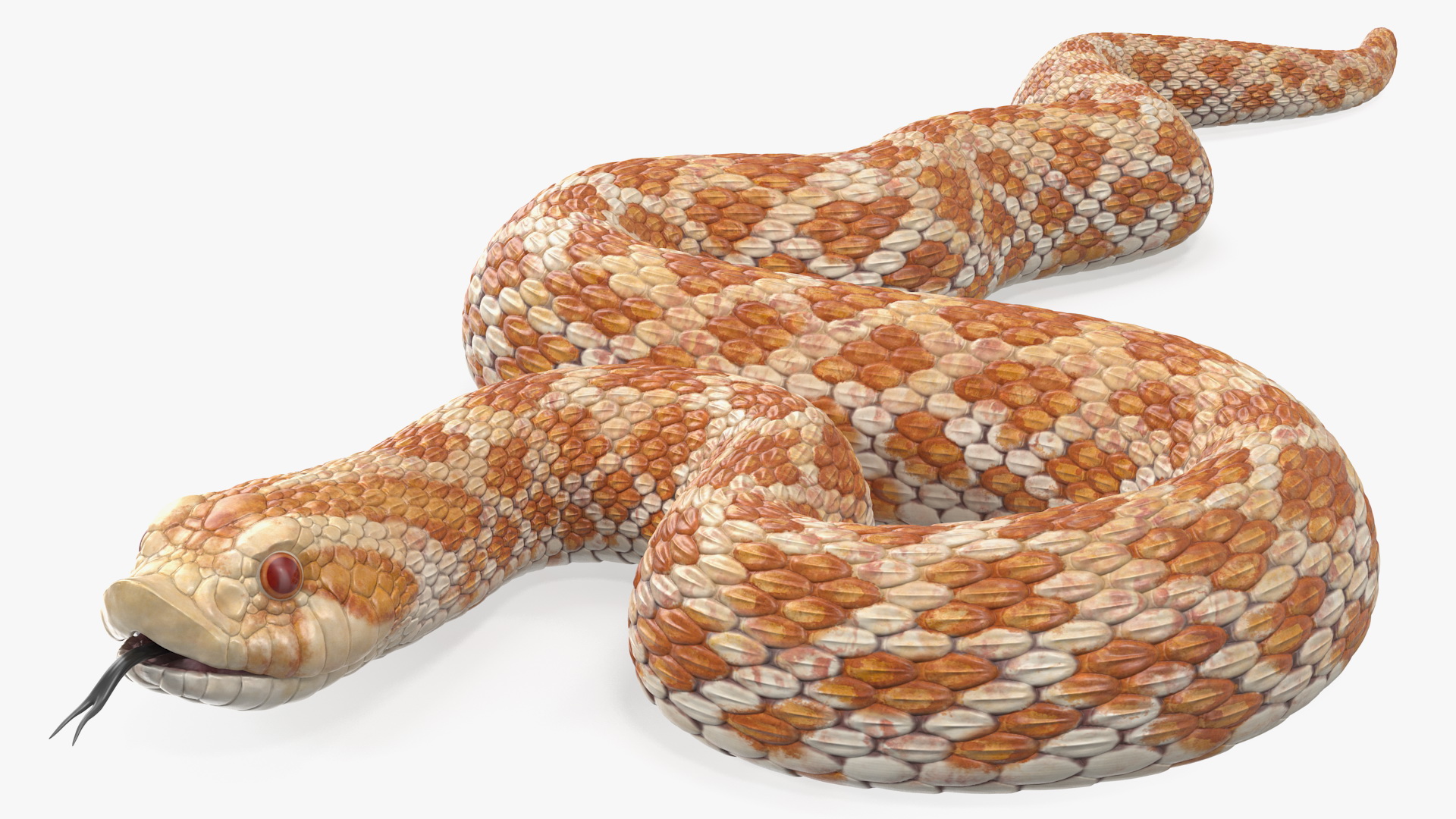 3D Beige Hognose Snake Rigged