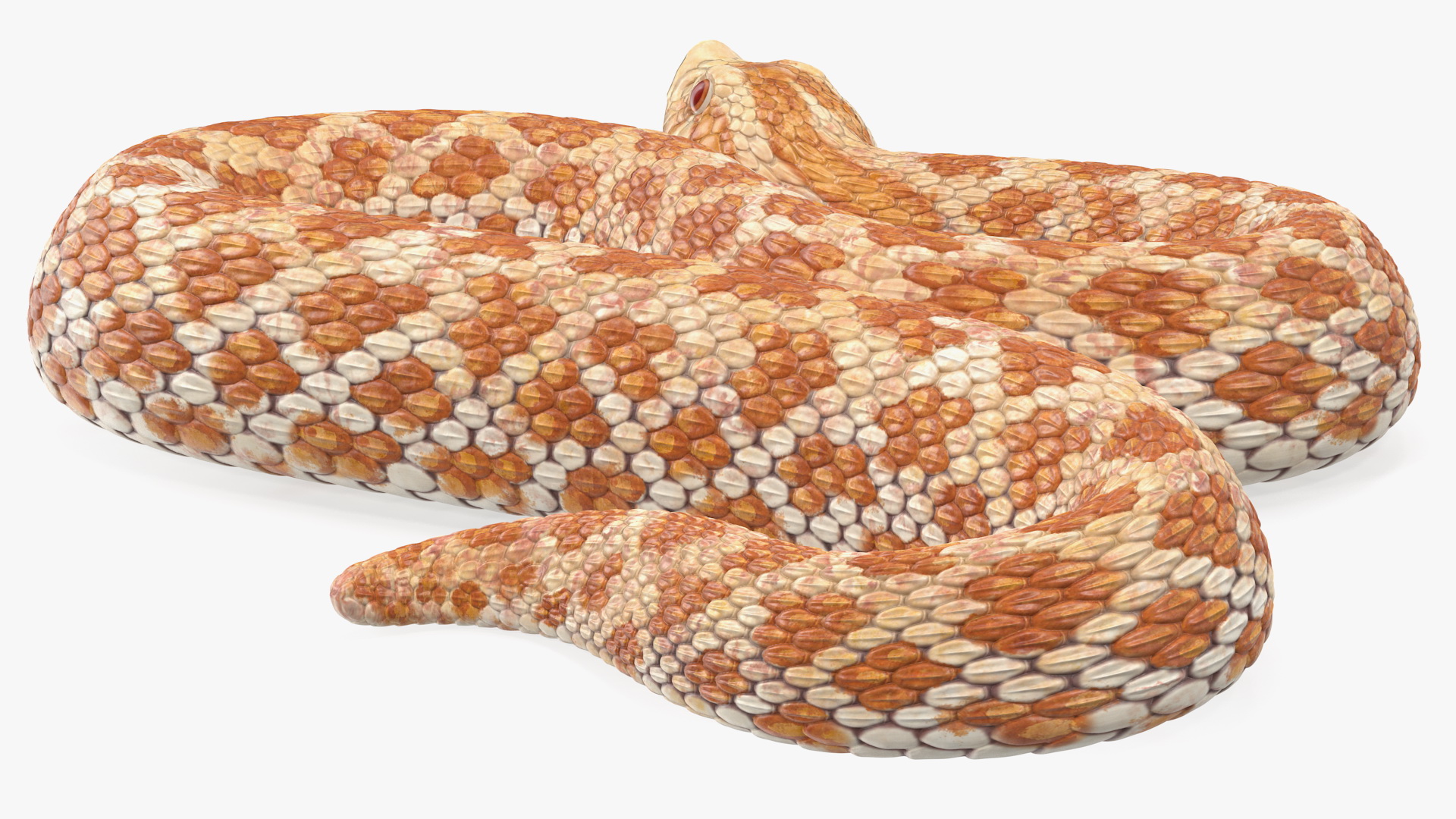 3D Beige Hognose Snake Rigged