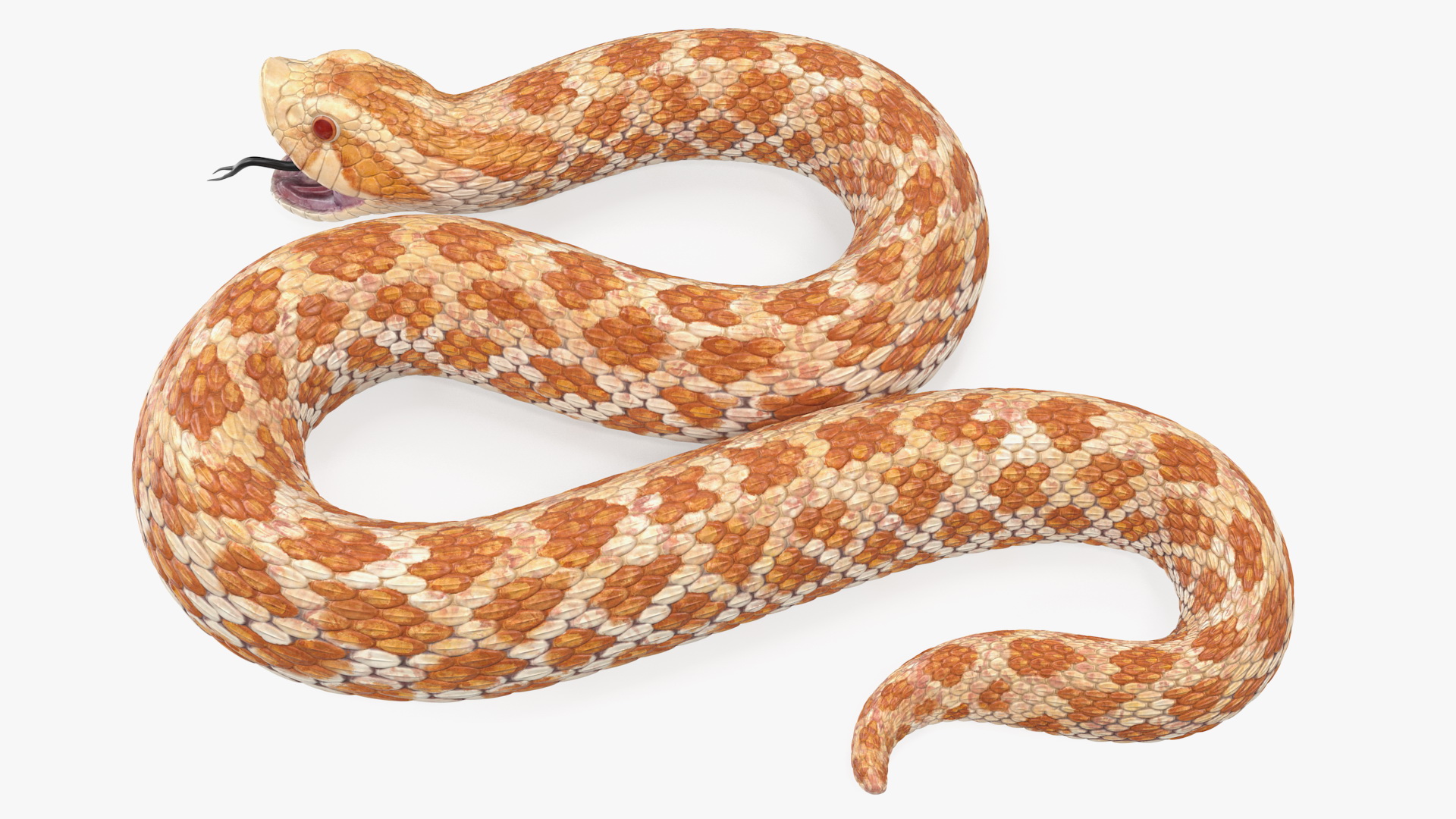 3D Beige Hognose Snake Rigged