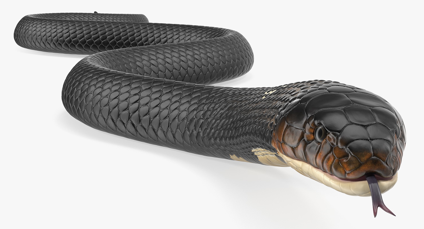 3D model Dark Cobra Snake Crawling