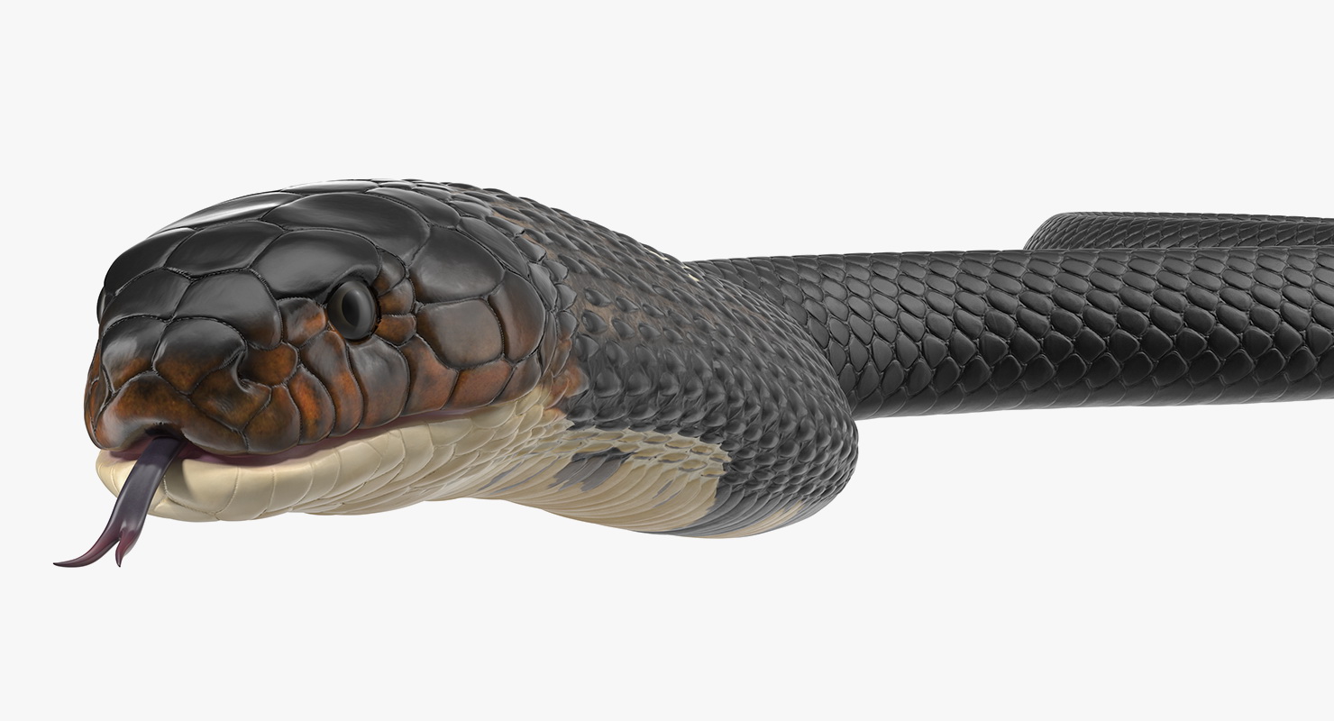 3D model Dark Cobra Snake Crawling