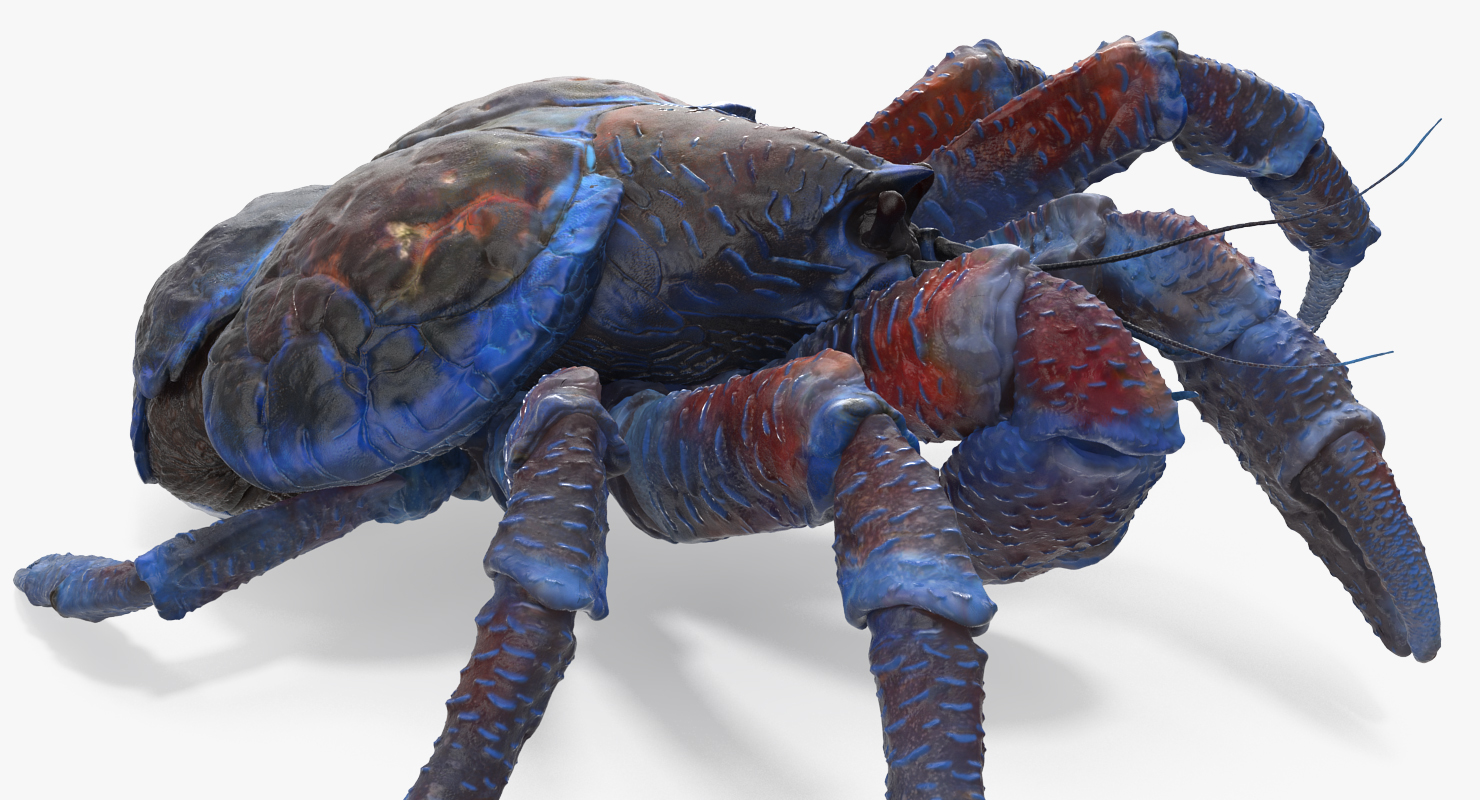 Coconut Crab Rigged 3D model