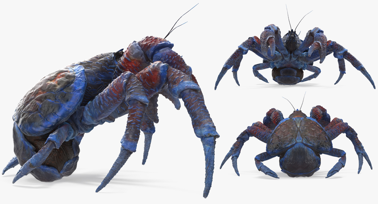 Coconut Crab Rigged 3D model